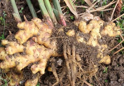 ����С�ƽ�